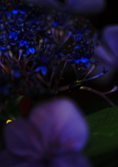 紫陽花で待つ