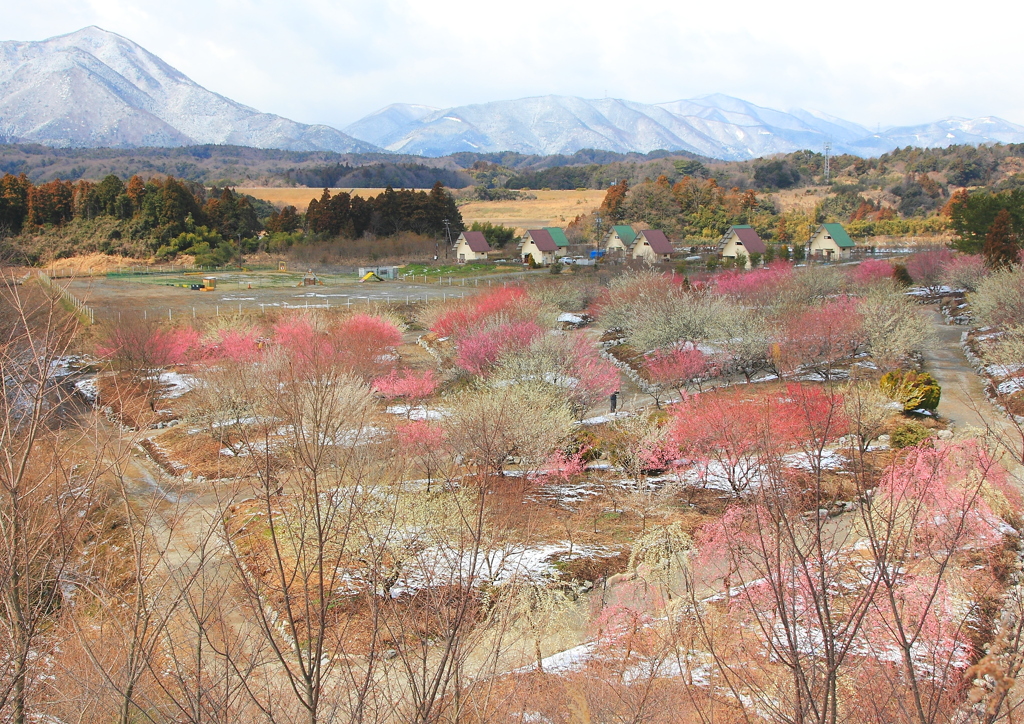 残雪の梅林公園