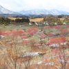 残雪の梅林公園