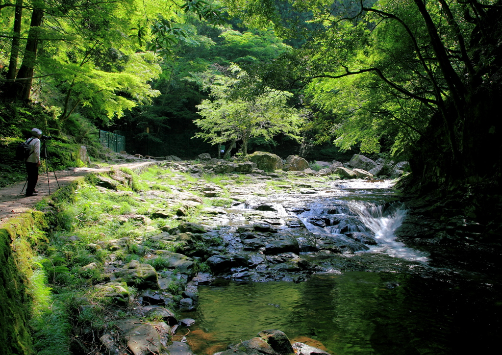 新緑浴