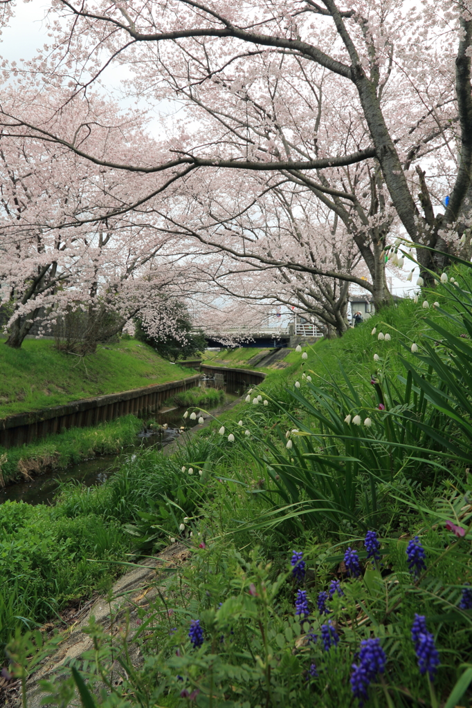 春の花