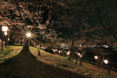 影桜