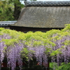 下り藤