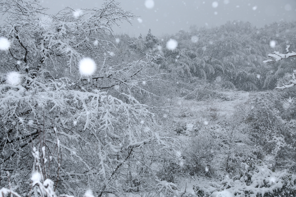 沈深と降る雪