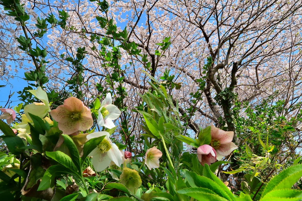 桜と野草花