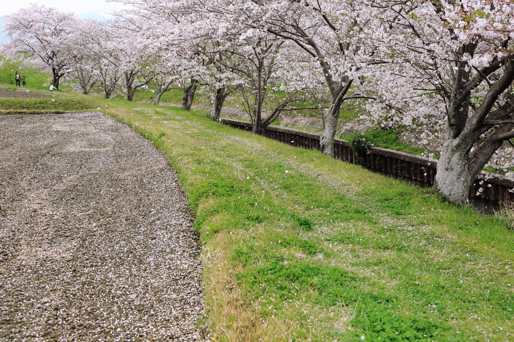 桜吹雪