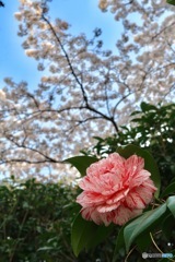 桜と薮椿
