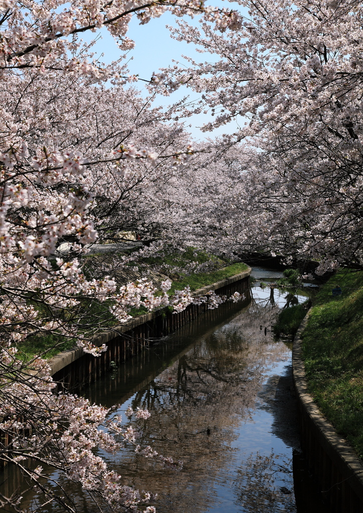 春の小川