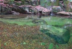 水中枯