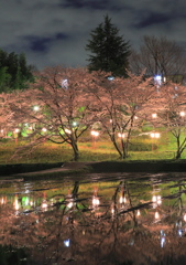 雨上がりの夜桜