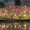 雨上がりの夜桜