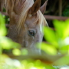馬く撮ってね！