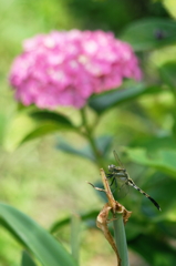 複眼で見た紫陽花