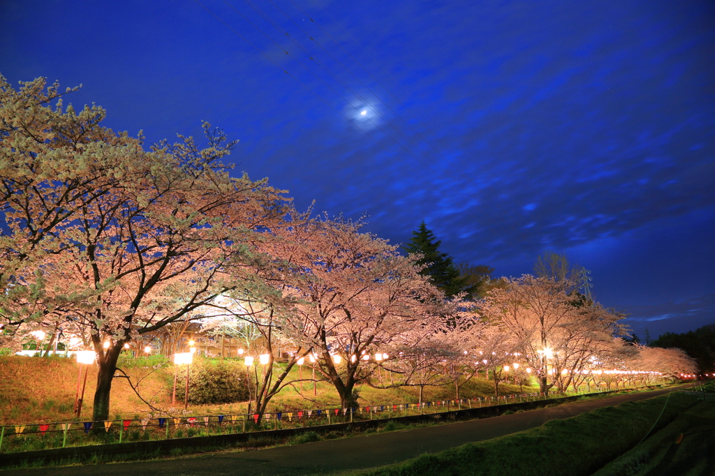 おぼろ月夜で花見