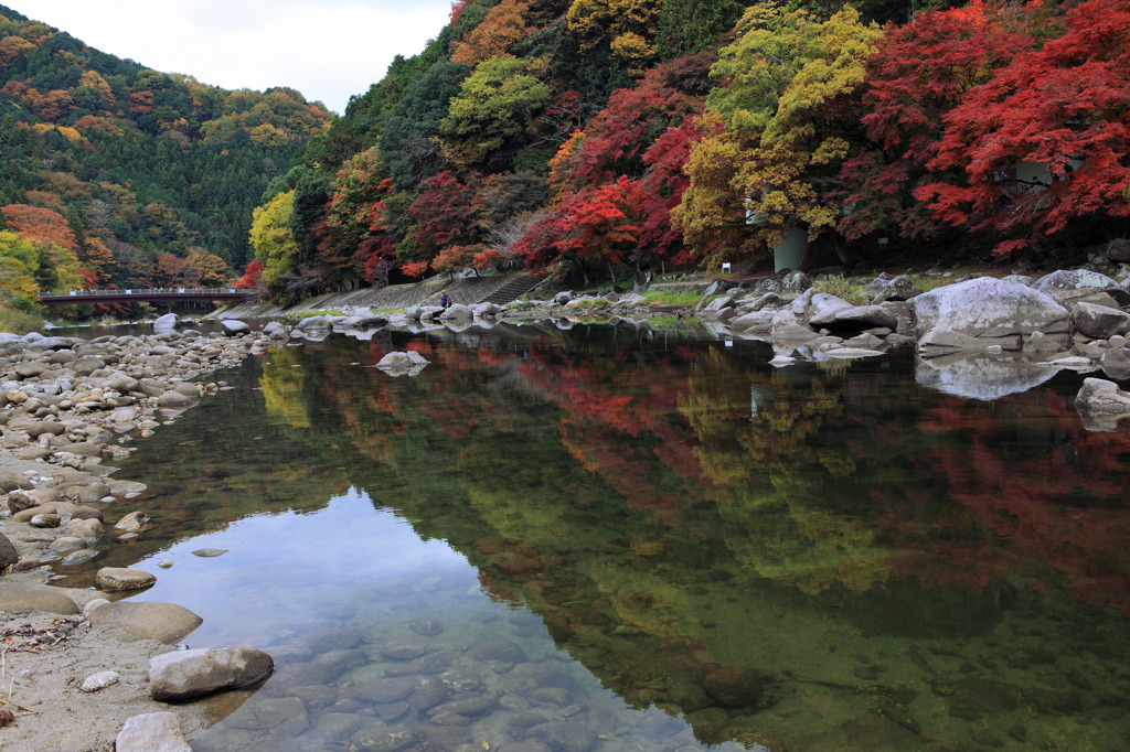 香嵐渓紅葉当たり年