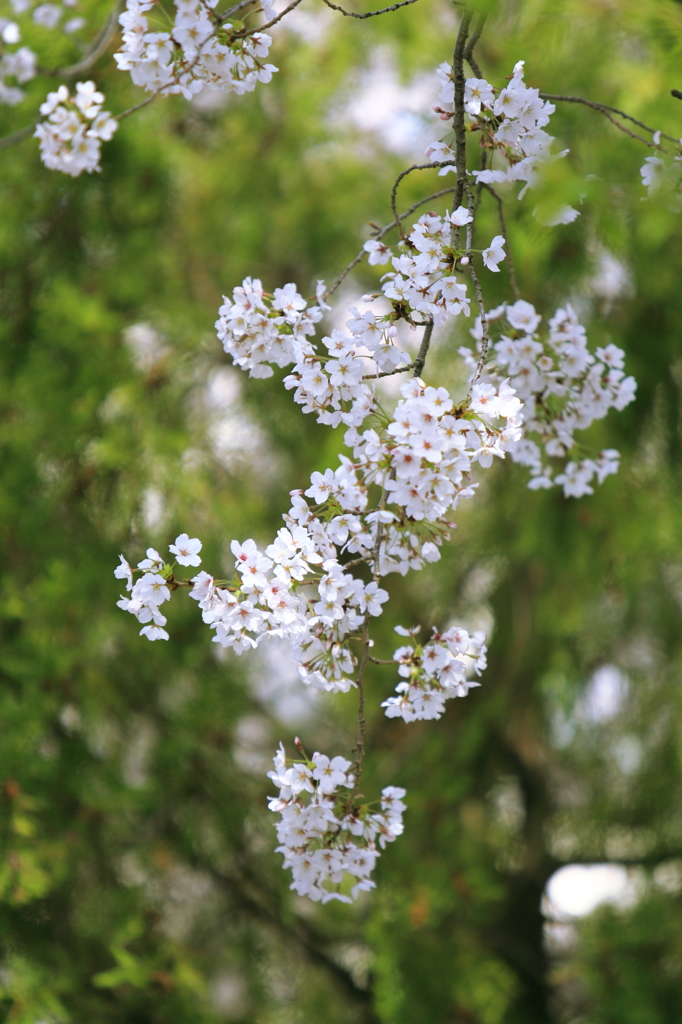 桜咲く