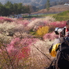 梅林公園を撮る！