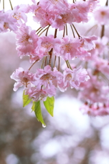 雨中撮泳