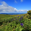 薬草が宝庫な霊峰