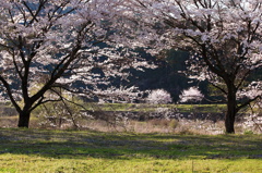 桜の向こうにも桜