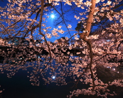 桜花林に咲いた満月