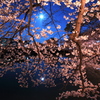 桜花林に咲いた満月