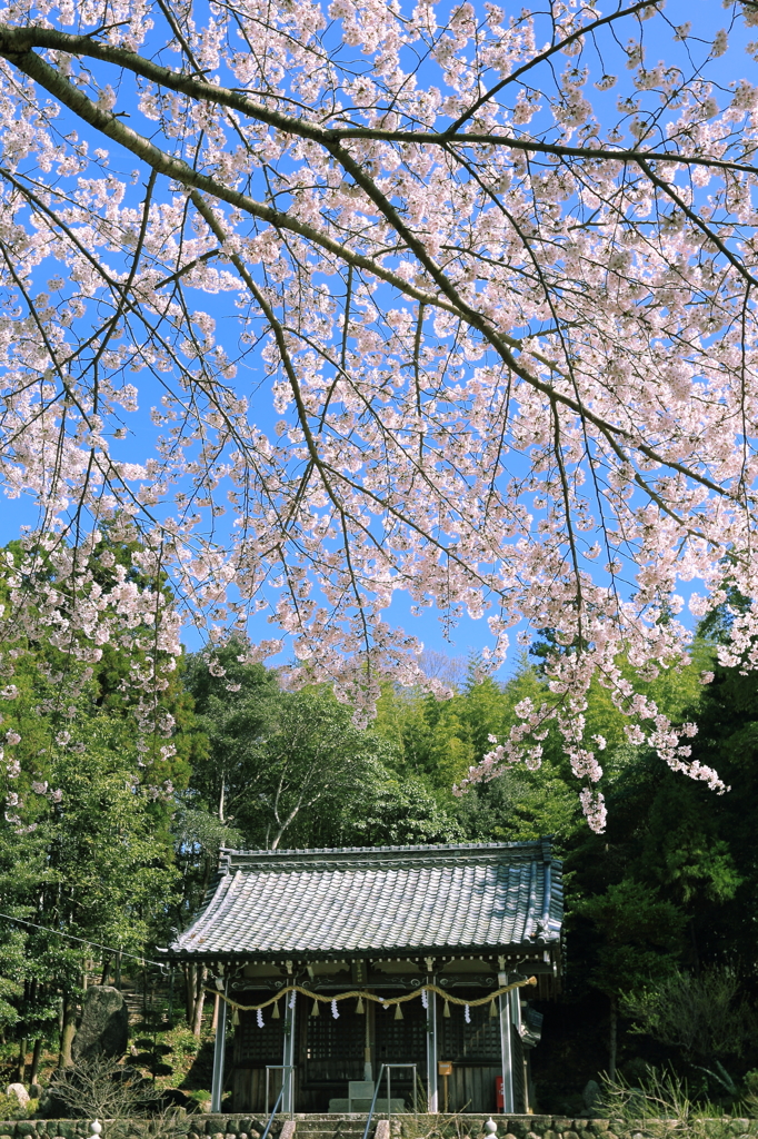 貴重な朝