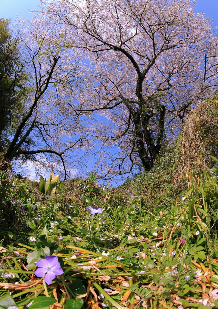 姫蔓日日草が見た桜