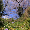 姫蔓日日草が見た桜