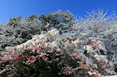 雪のち晴れ