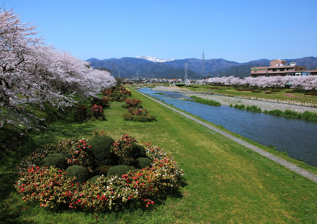 雪山と桜