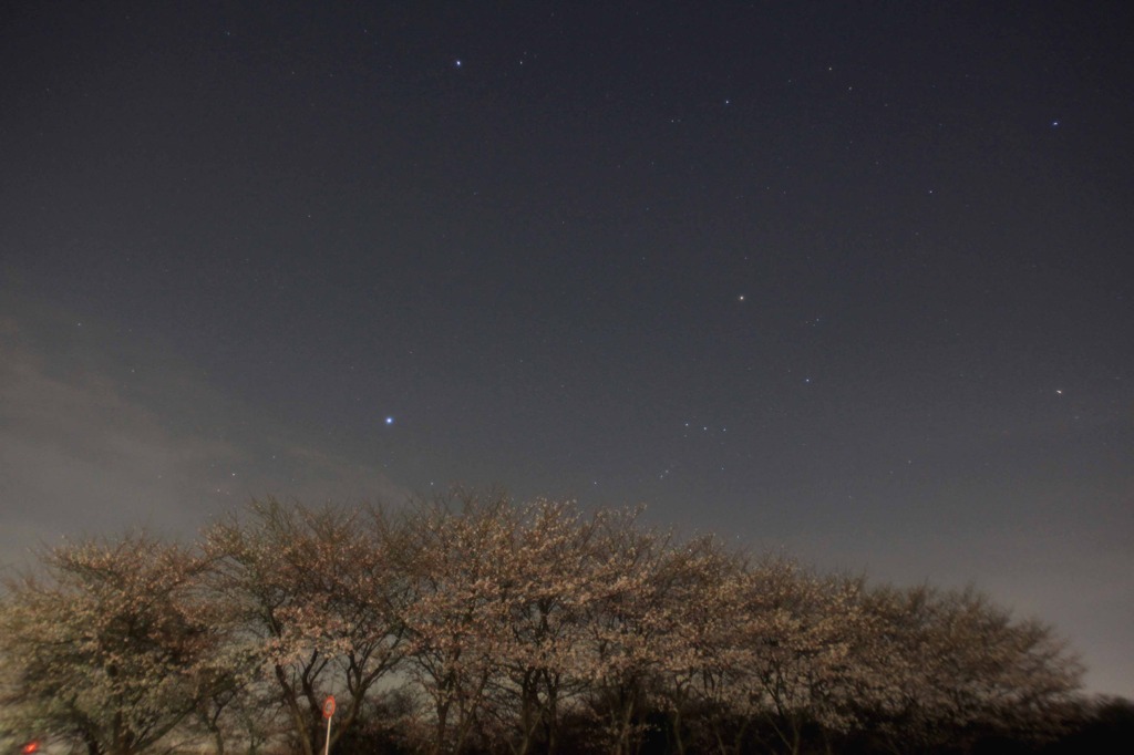 オリオンを見送る桜並木