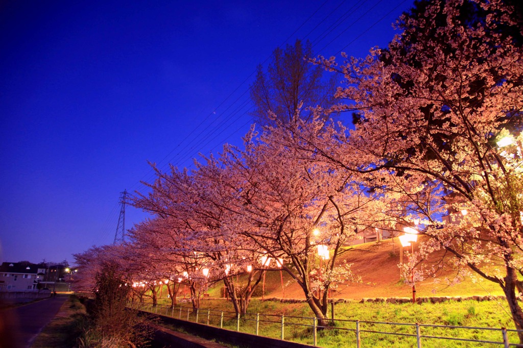 夕桜