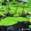 熱帯スイレンⅢ