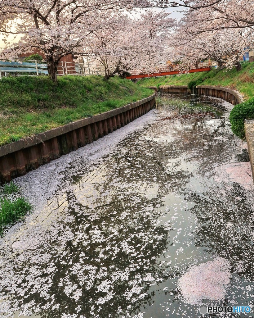 千本桜の花筏