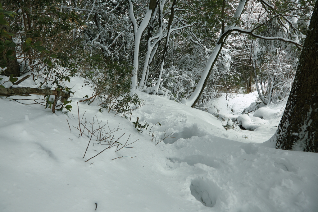 積雪１３０㎝