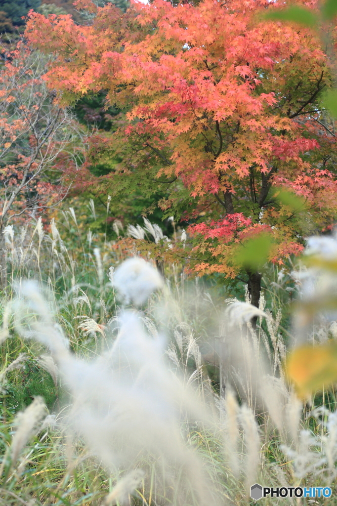 紅と白