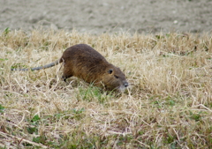 巨大ネズミ？発見！