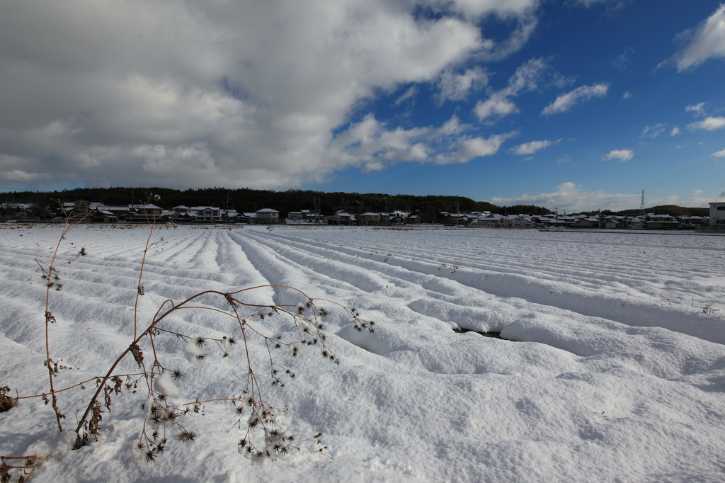 積雪の田園