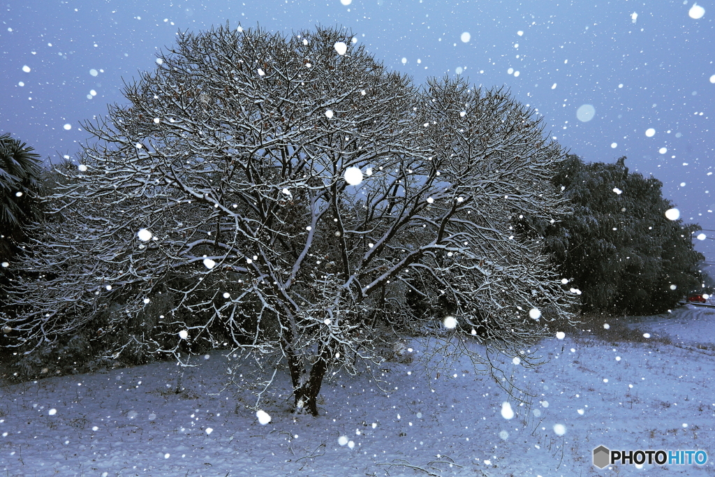 雪やこんこん