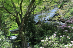 石楠花の咲く室生寺