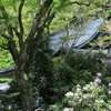 石楠花の咲く室生寺