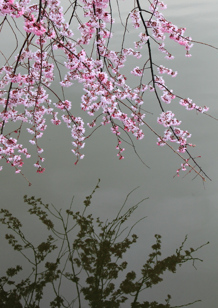 水鏡に映して