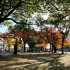 煌めく秋色の朝