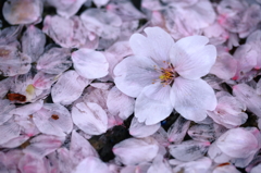 水溜りに咲いた桜
