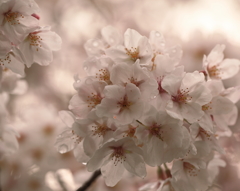 桜雨