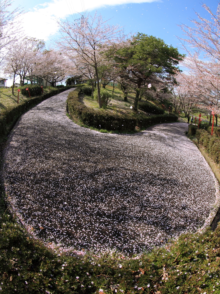 桜坂