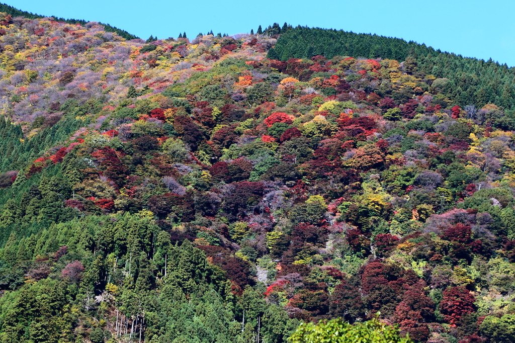 雲母峰の珊瑚礁