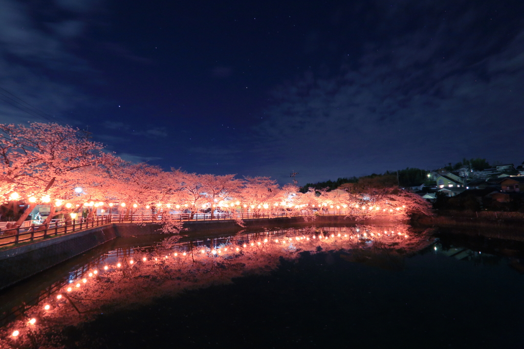 新メトリー桜