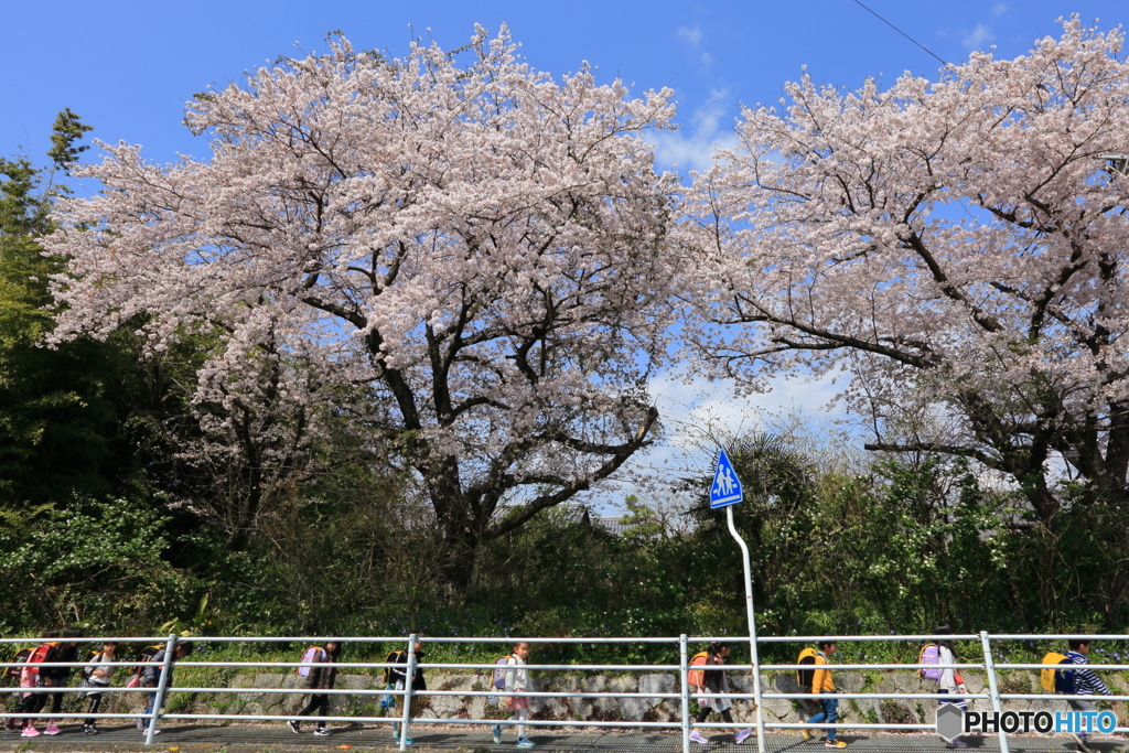 春の楽譜